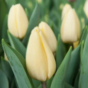 Tulp 'Creme Fraiche'