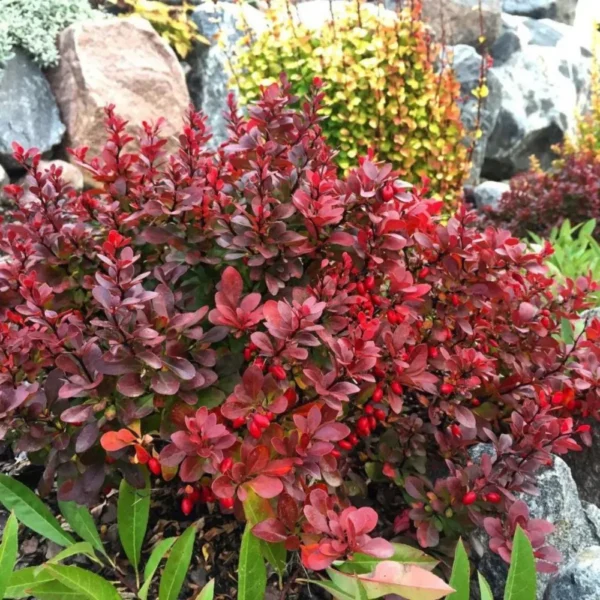 Kukerpuu ‘Red Compact’
