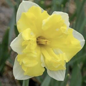 Nartsiss 'Cassata'