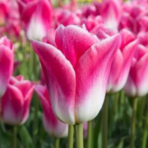 Tulp 'Dynasty'