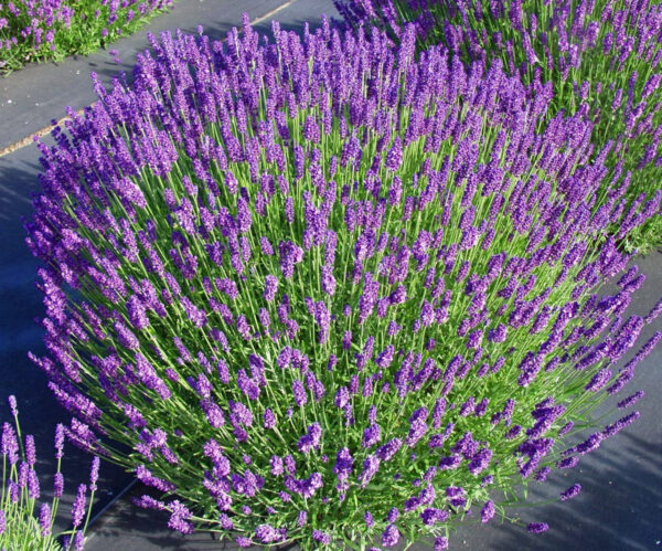 Tähklavendel 'Hidcote'