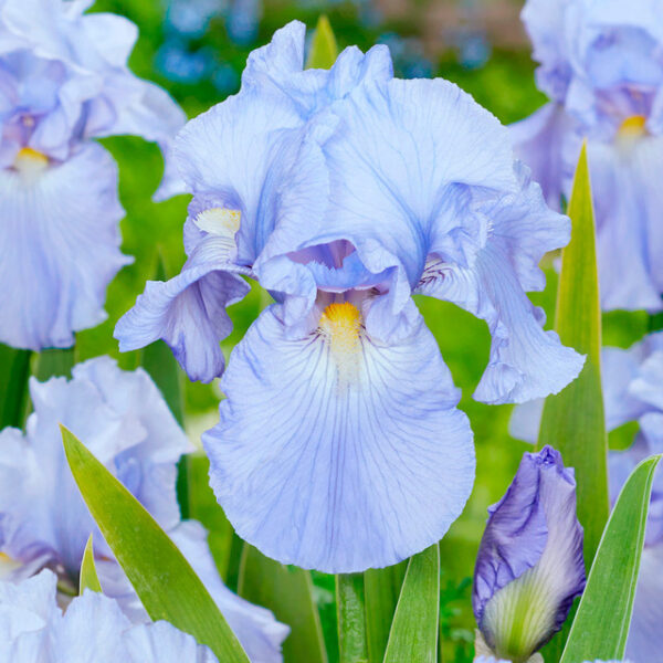 Iiris 'Babbeling Brook'