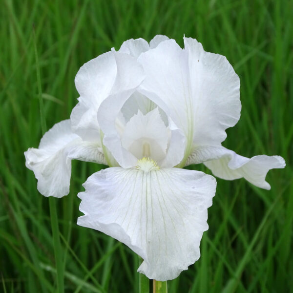 Iiris 'Immortality'