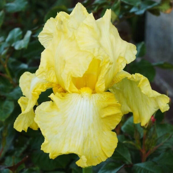 Iiris 'Summer Olympics'
