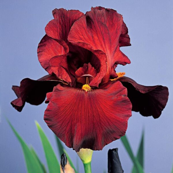Iiris 'War Chief'