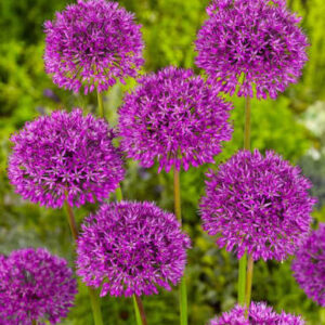 Ilulauk 'Purple Sensation'