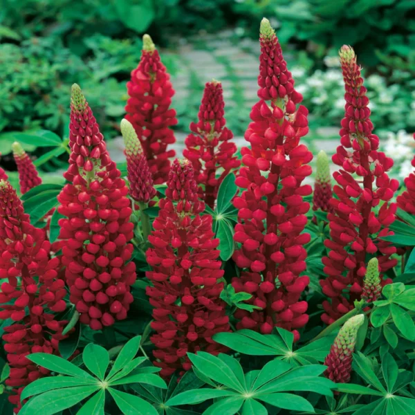 Hulgaleheline lupiin 'Red Shades'