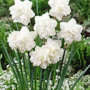 Nartsiss 'Obdam'