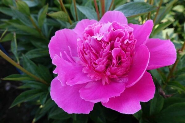 Pojeng 'Bouquet Perfect'