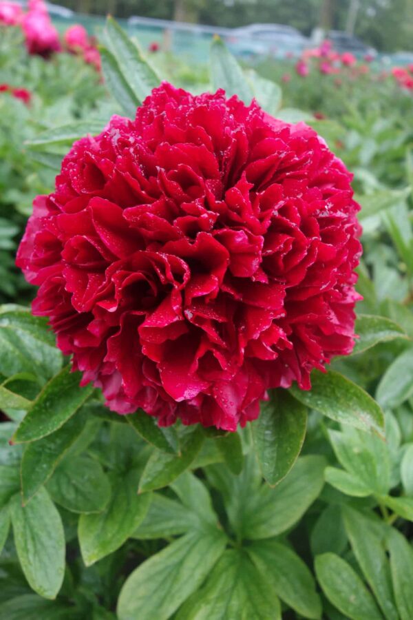 Pojeng 'Red Grace'