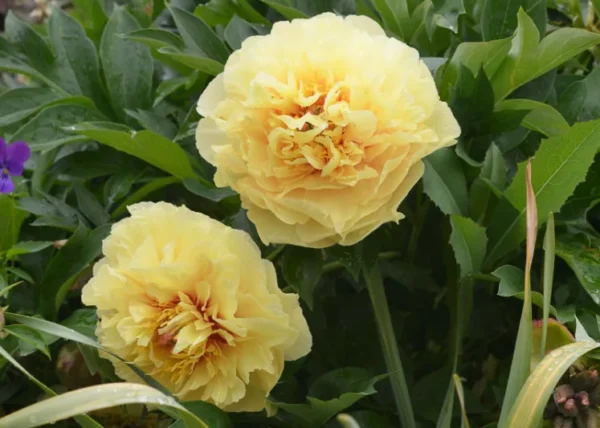 Pojeng 'Garden Treasure'