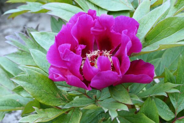 Pojeng 'Purple Sensation'