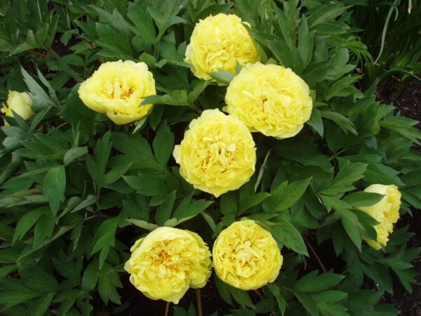 Pojeng 'Yellow Crown'