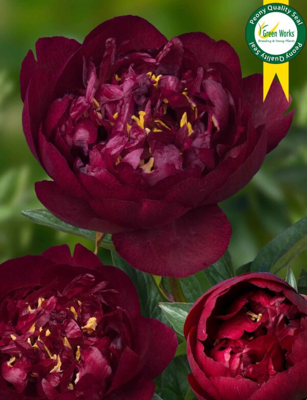 Pojeng 'Buckeye Belle'
