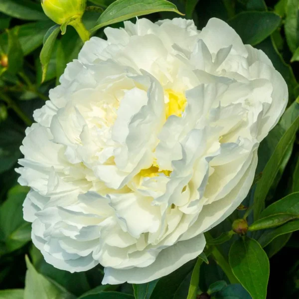 Pojeng 'Duchesse de Nemours'