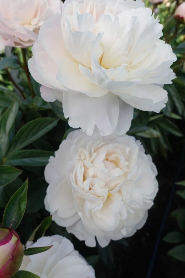 Pojeng 'Gardenia'