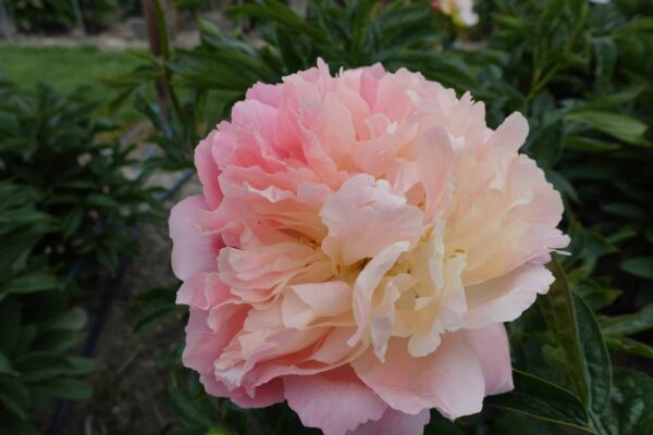 Pojeng 'Pink Hawaiian Coral'