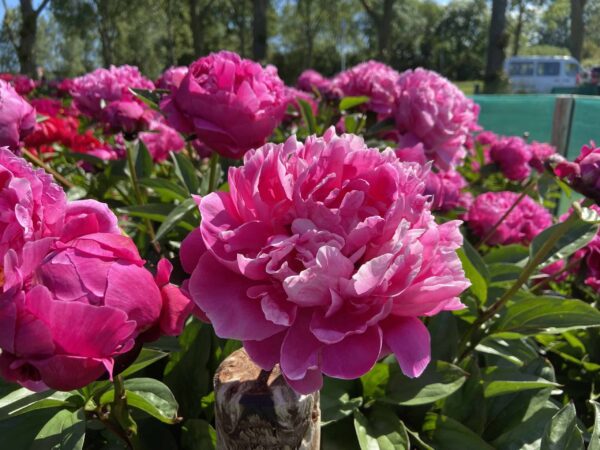 Pojeng 'Red Sarah Bernhardt'