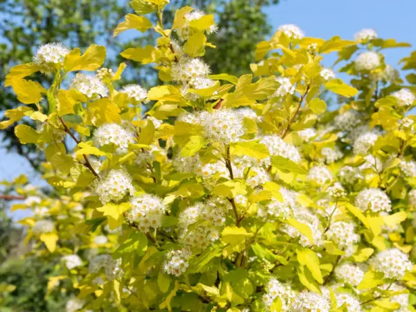 Lodjap-põisenelas 'Darts Gold'