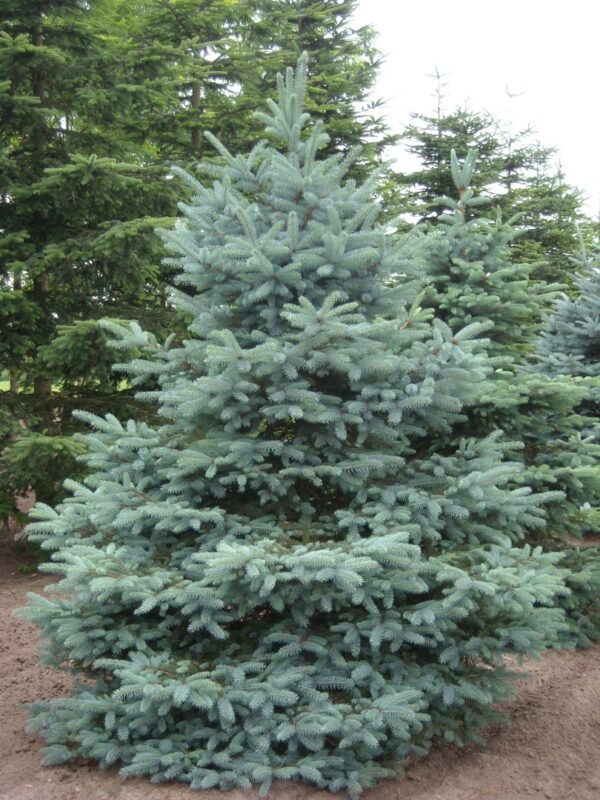 Torkav kuusk 'Glauca'