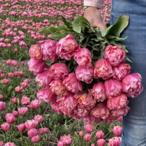 Tulp 'Pink Star'