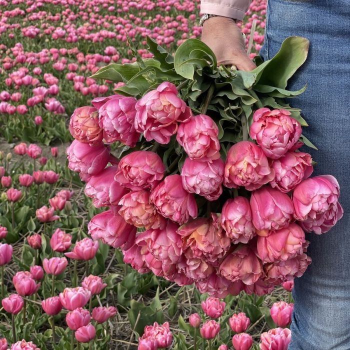 Tulp 'Pink Star'
