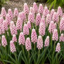Kobarhüatsint 'Pink Sunrise'®
