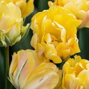 Tulp 'Akebono'