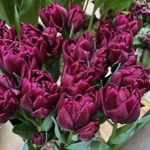 Tulp 'Alison Bradley'