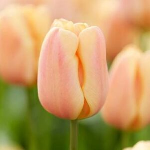 Tulp 'Apricot Foxx'