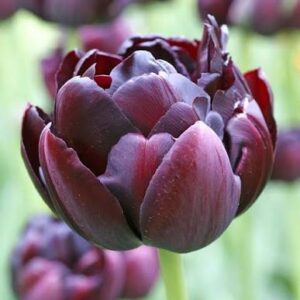 Tulp 'Black Hero'