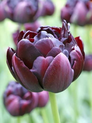 Tulp 'Black Hero'