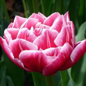 Tulp 'Columbus'