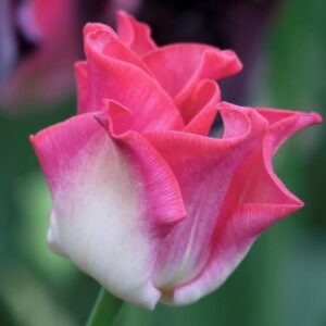 Tulp 'Crown of Dynasty'
