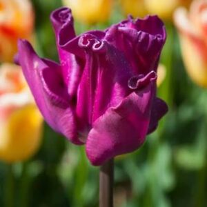 Tulp 'Crown of Negrita'