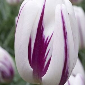 Tulp 'Flaming Flag'