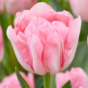 Tulp 'Foxtrot'
