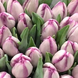 Tulp 'Jacuzzi'