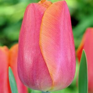Tulp 'Jimmy'