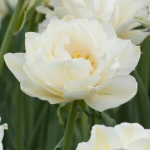 Tulp 'Mondial'