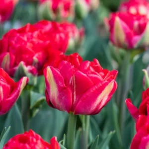 Tulp 'Pamplona'