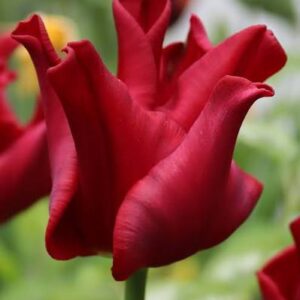 Tulp 'Red Dress'