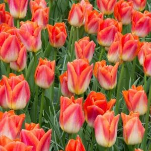 Tulp 'Sunrise Dynasty'