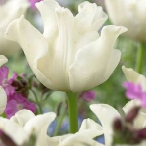 Tulp 'White Liberstar'