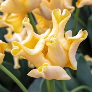 Tulp 'Yellow Crown'
