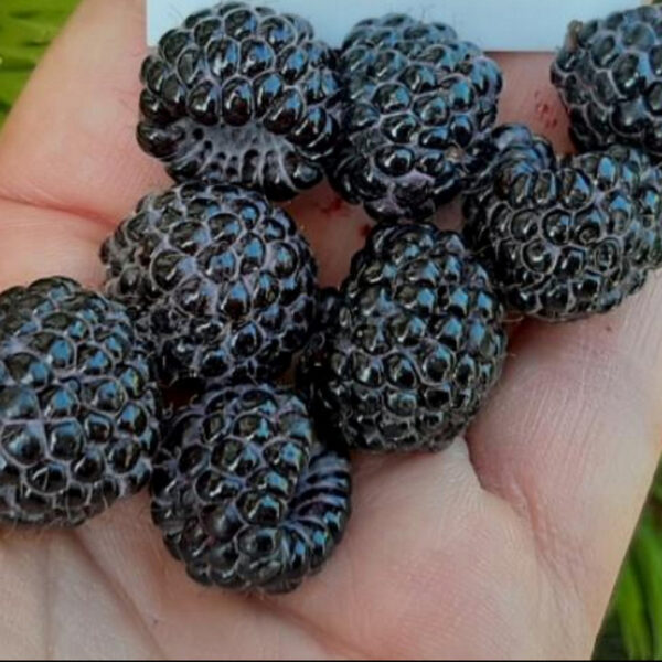 Vaarikas 'Megan'