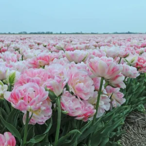 Tulp 'Finola'