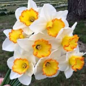 Nartsiss 'Hawaiian Skies' ®