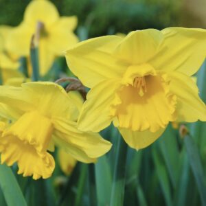 Nartsiss 'Carlton'