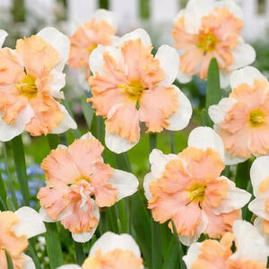 Nartsiss 'Casanova'